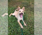 Small #3 Chow Chow Mix