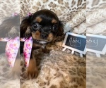 Small Photo #7 Cavalier King Charles Spaniel Puppy For Sale in ABILENE, TX, USA