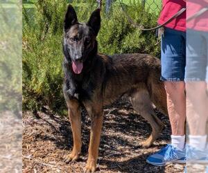 German Shepherd Dog Dogs for adoption in Jackson, CA, USA