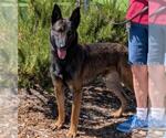 Small German Shepherd Dog
