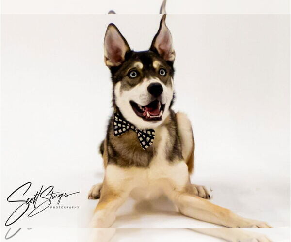 Medium Photo #2 Mutt Puppy For Sale in Brooklyn Center, MN, USA