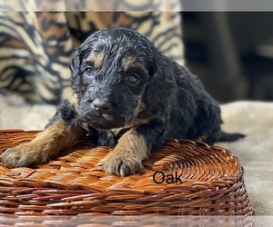 Bernedoodle (Miniature) Puppy for sale in CRAWFORDSVLLE, IA, USA