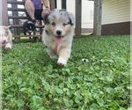 Puppy Bristol Australian Shepherd