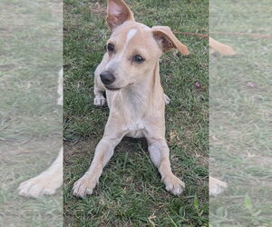 Auto - Male Chihuahua-Unknown Mix Dog for Adoption - Photo #3