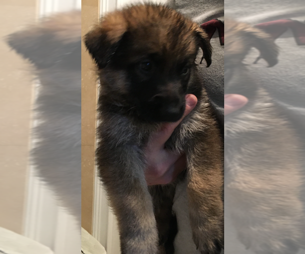 Medium Photo #5 German Shepherd Dog Puppy For Sale in PALMETTO BAY, FL, USA