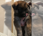 Small Photo #5 German Shepherd Dog Puppy For Sale in PALMETTO BAY, FL, USA
