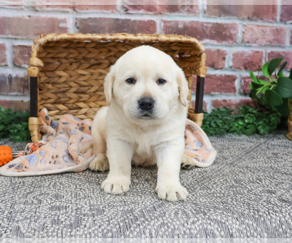 Medium Photo #22 Labrador Retriever Puppy For Sale in SYRACUSE, IN, USA