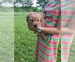 Small #6 Golden Retriever