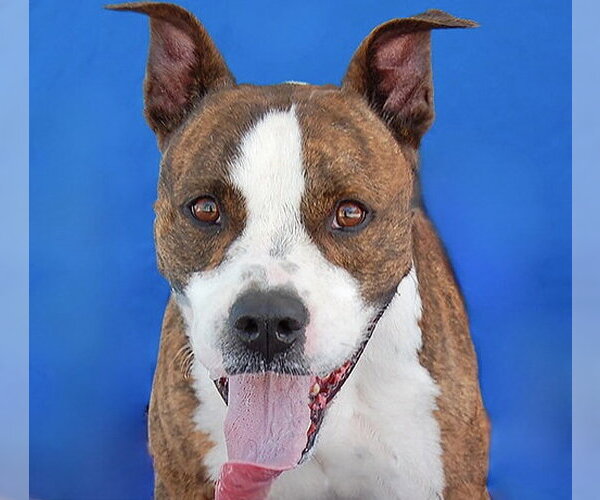Medium Photo #1 Mutt Puppy For Sale in Pasadena, CA, USA