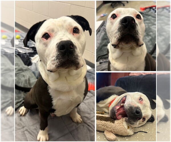 Medium Photo #1 American Pit Bull Terrier-Unknown Mix Puppy For Sale in Fort Wayne, IN, USA