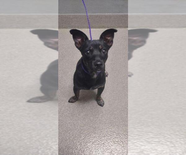 Medium Photo #1 Chihuahua-Unknown Mix Puppy For Sale in Las Vegas, NV, USA