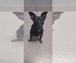 Small Chihuahua Mix