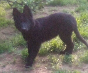 German Shepherd Dog Puppy for sale in LOGAN, OH, USA