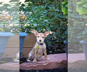 Mutt Dogs for adoption in Sandy, UT, USA