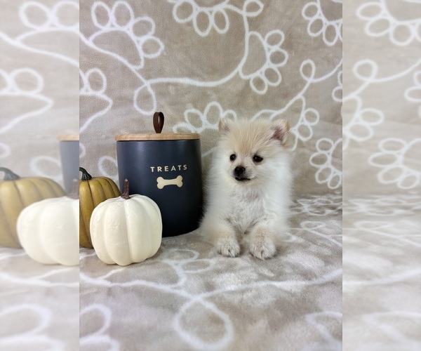 Medium Photo #4 Pomeranian Puppy For Sale in INDIANAPOLIS, IN, USA