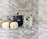 Small #3 Pomeranian