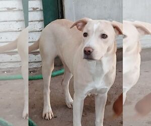 Labrador Retriever-Unknown Mix Dogs for adoption in Bandera, TX, USA