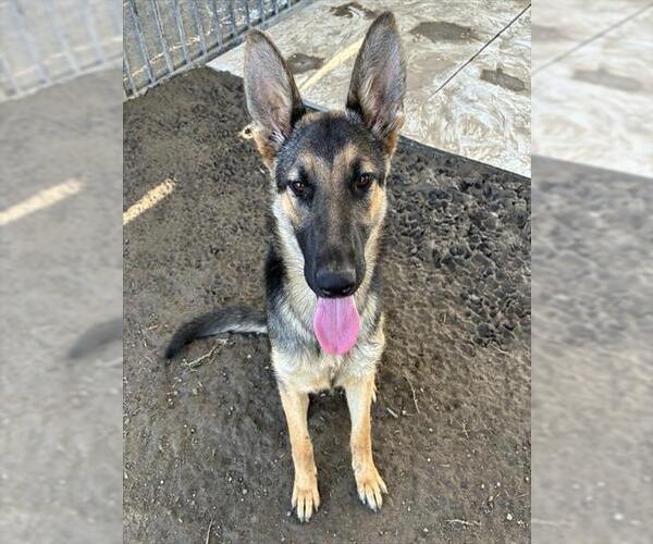 Medium Photo #2 German Shepherd Dog Puppy For Sale in Riverside, CA, USA