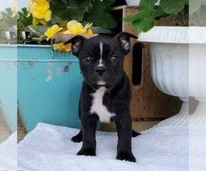 Boston Terrier-Yorkshire Terrier Mix Puppy for sale in ROBESONIA, PA, USA
