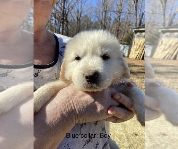Medium Photo #1 Great Pyrenees Puppy For Sale in TRINITY, NC, USA