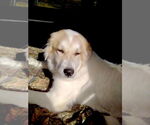 Small #4 Great Pyrenees