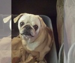 Small Photo #1 Pug Puppy For Sale in PLEASANTVILLE, NY, USA