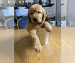 Small Photo #4 Golden Retriever Puppy For Sale in BRANDON, FL, USA
