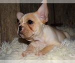 Small Photo #11 French Bulldog Puppy For Sale in VERONA, MO, USA