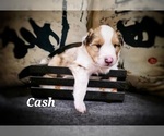 Small #1 Shetland Sheepdog