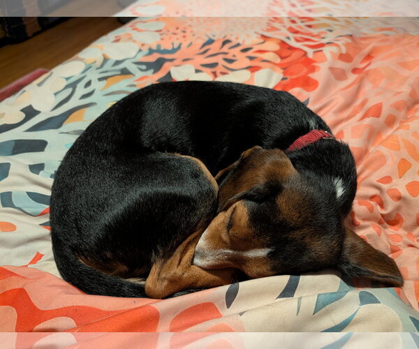 Medium Photo #28 Beagle Puppy For Sale in Dunnellon, FL, USA