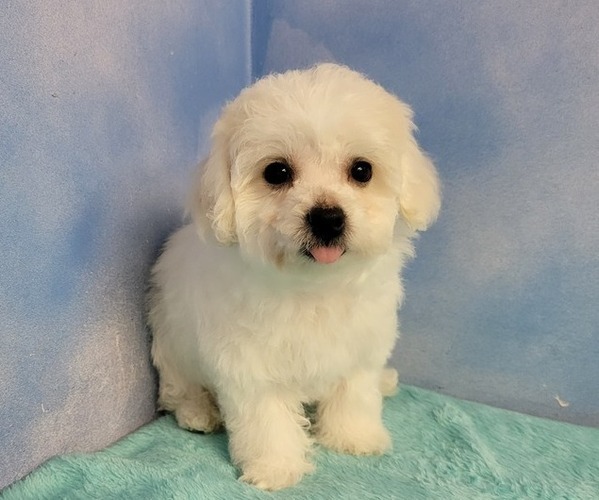 Medium Photo #1 Bichon Frise Puppy For Sale in Shelbyville, IN, USA