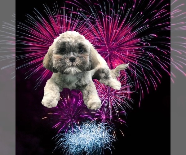 Medium Photo #17 Shih Tzu Puppy For Sale in CLEARWATER, FL, USA