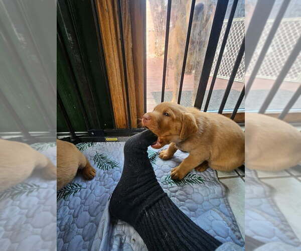 Medium Photo #7 Labrador Retriever Puppy For Sale in BUFFALO, NY, USA