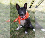 Small #5 Mutt