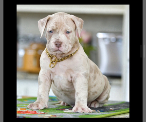 American Bully Puppy for sale in BOYNTON BEACH, FL, USA