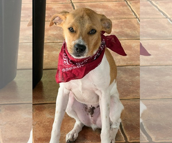 Medium Photo #3 Basenji-Jack Russell Terrier Mix Puppy For Sale in Virginia Beach, VA, USA