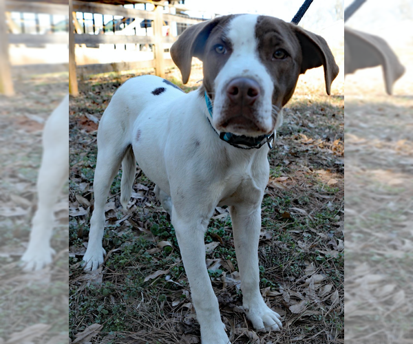 Medium Photo #2 Pointer-Unknown Mix Puppy For Sale in Decatur, GA, USA