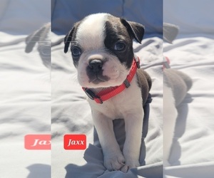 Boston Terrier Puppy for sale in POMEROY, OH, USA