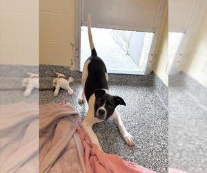 Labrador Retriever-Unknown Mix Dogs for adoption in Brewster, MA, USA