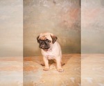 Small Photo #5 Pug Puppy For Sale in PASO ROBLES, CA, USA