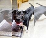 Small #2 American Pit Bull Terrier Mix