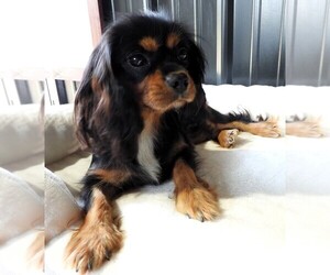 Mother of the Cavapoo (Miniature) puppies born on 12/01/2025