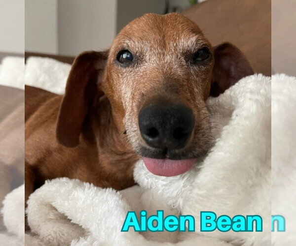 Medium Photo #17 Dachshund Puppy For Sale in San Antonio, TX, USA