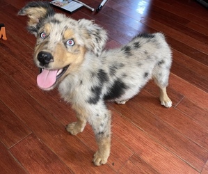 Australian Shepherd Puppy for sale in MUNFORDVILLE, KY, USA