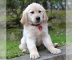 Small Photo #1 Golden Retriever Puppy For Sale in Germanton, TN, USA