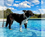Small #45 Border Collie