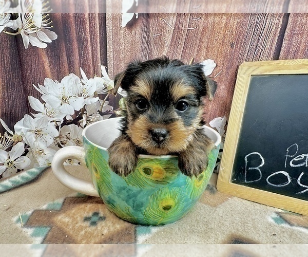 Medium Photo #8 Yorkshire Terrier Puppy For Sale in CASSVILLE, MO, USA