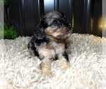 Small Photo #9 Cavapoo Puppy For Sale in CARLISLE, KY, USA