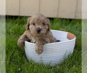 Cocker Spaniel-Poodle (Miniature) Mix Puppy for sale in FREDERICKSBG, OH, USA