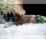 Small #3 Shih Tzu